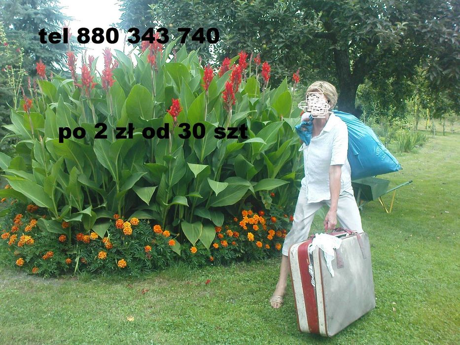 kanny wysokie kwiaty