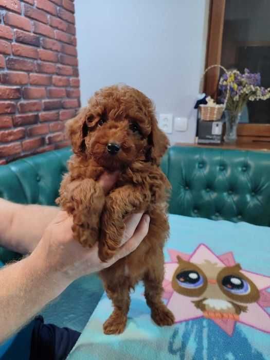 Мальчик той пудель.