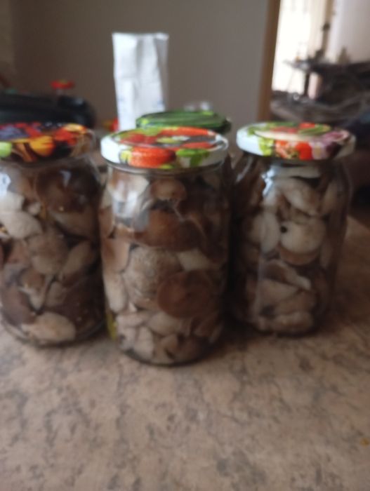 Sprzedam grzyby marynowane