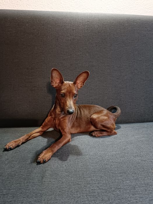 Pinczer Miniaturowy ZKwP/FCI po Ch.PL Zapowiedź Miotu Kwiecień 2026r.