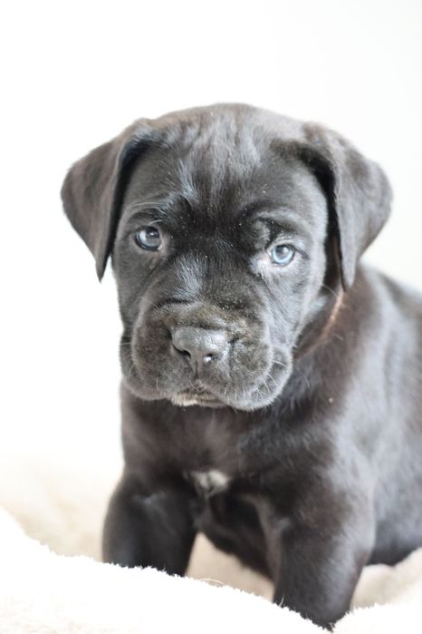 Cane Corso Italiano FCI szczeniak