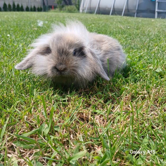Królik miniaturka mini lop teddy