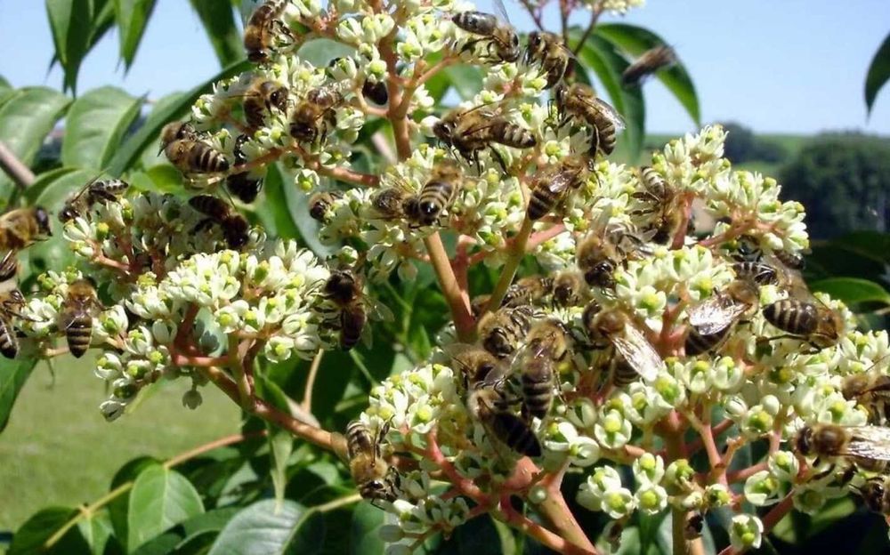 Эводия медонос Медовое дерево. Одесса