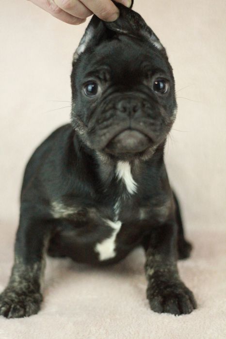 Американ булли экзотик. Чёрные щеночки. 2 месяца