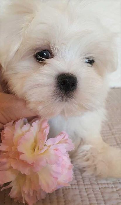 Maltańczyk *Mini* Piesek Metryka, Chip.