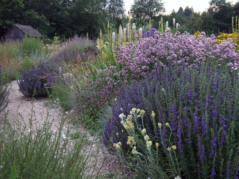 Гісоп лікарський
