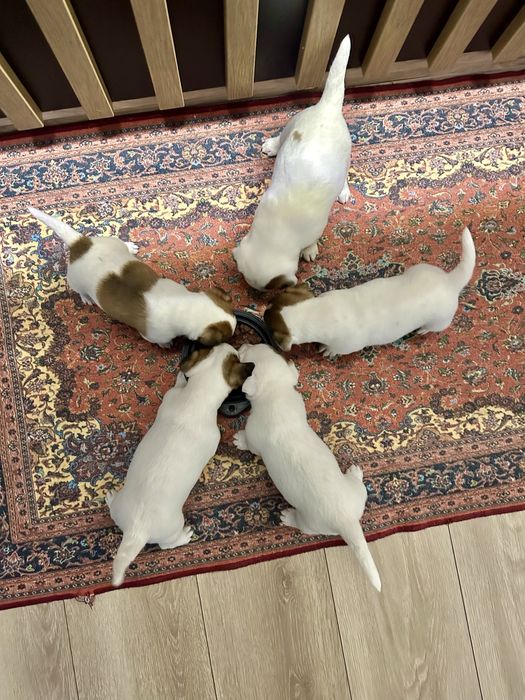 Jack Russell terrier suczka