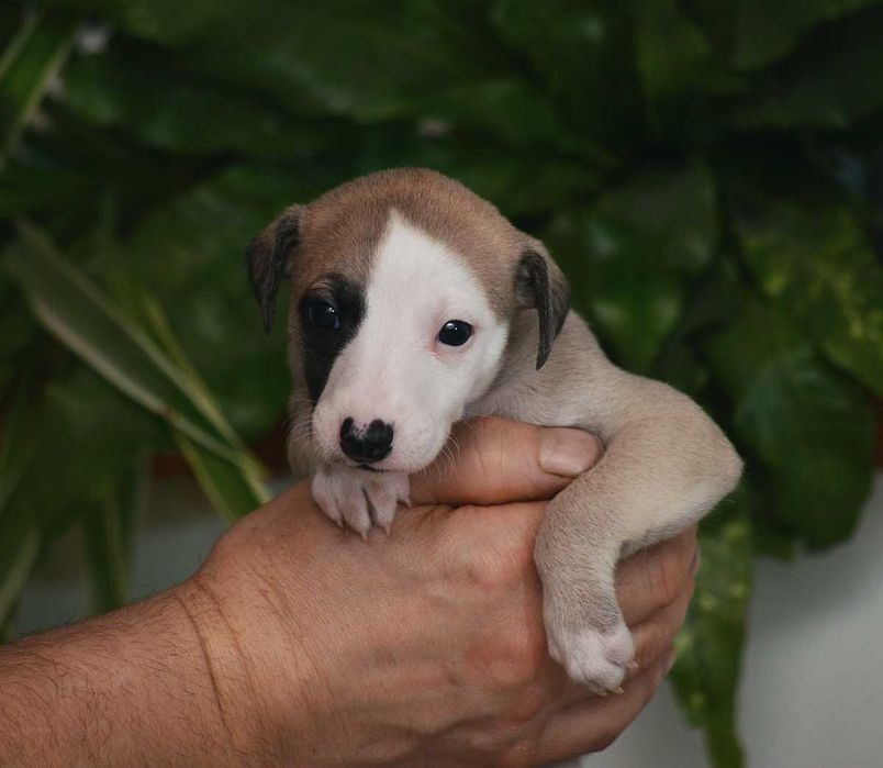 whippet płowa suczka, rodowód FCI