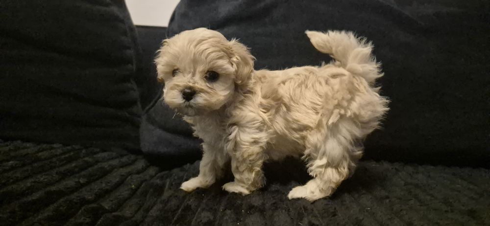 Maltipoo chłopiec f1 mini do 3 kg