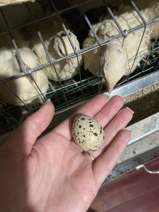 Перепела,инкубационное яйцо