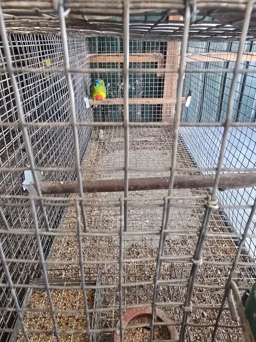 Vendo Neofemeas / Troco