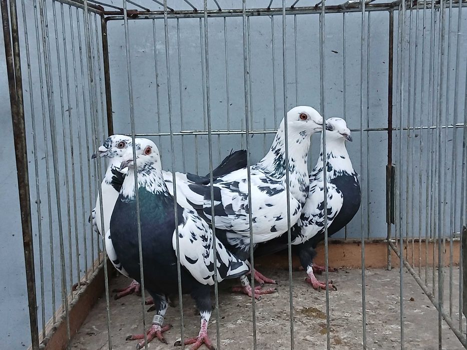 Mulemans tygrys mulemansy tygrysy gołąb gołębie