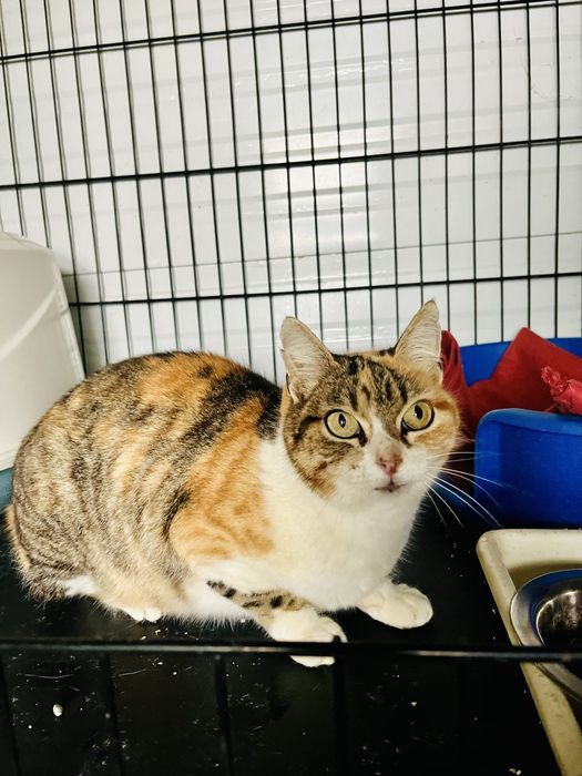 Maia- Gatinha super meiga!