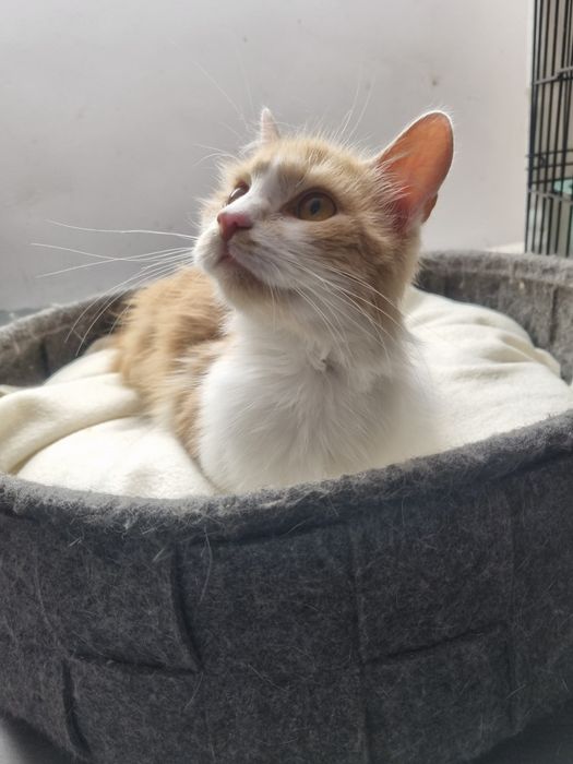 Cudny Kajtuś do adopcji