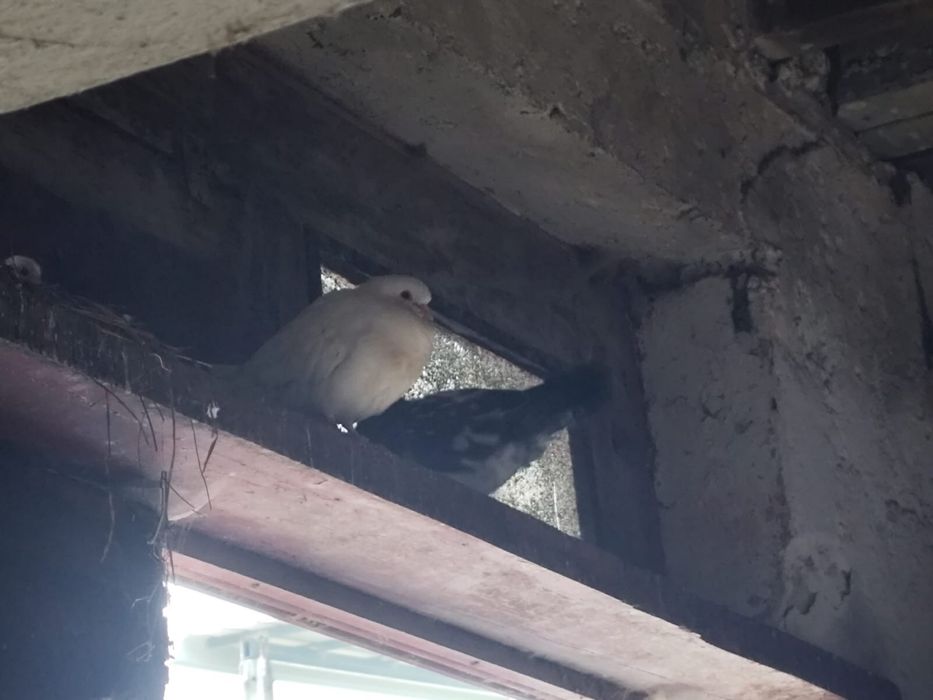 Vendo pombas , animais jovens