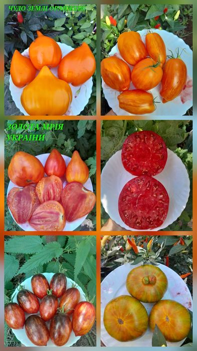 Насіння колекційних томатів