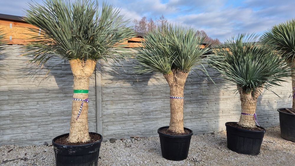 Yucca rostrata MULTIHEAD Wieloglowa. Yuca rostrata