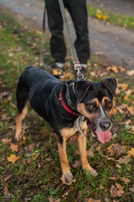 Czesio - pies ze schroniska Rybnik