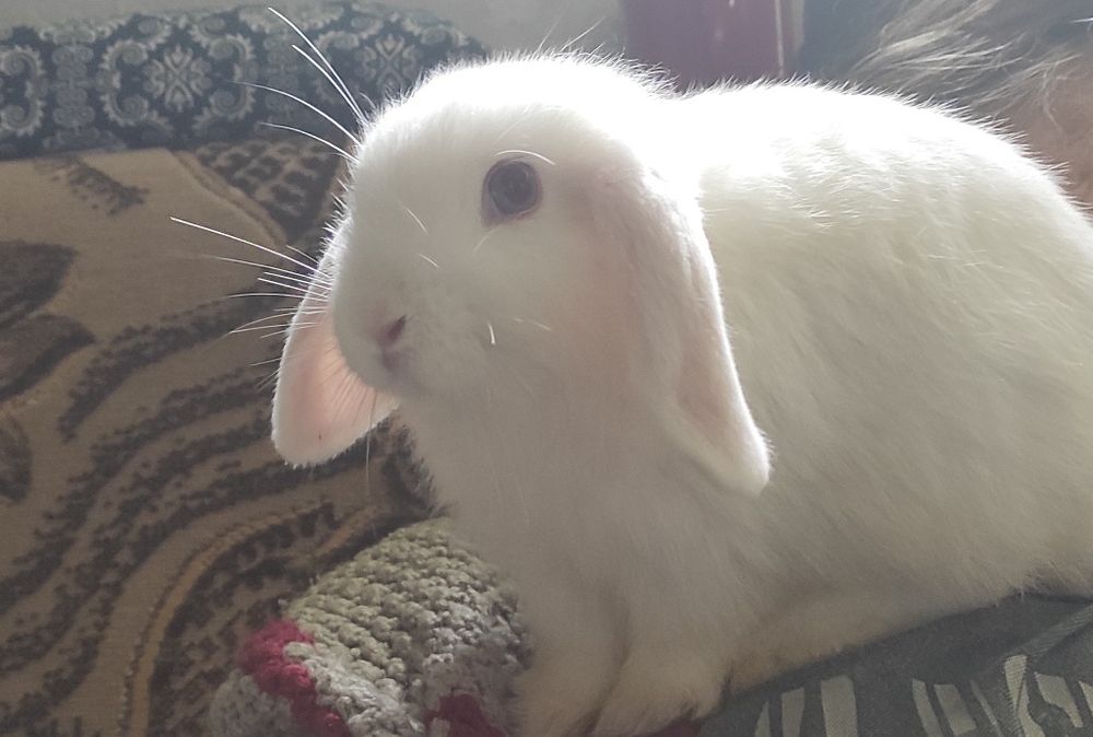 Miniatury króliczków angora