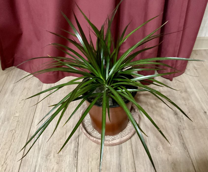 Драцена  , кімнатна рослина