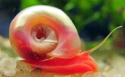 Ślimak Zatoczek - Ekipa Sprzątająca do Twojego Akwarium