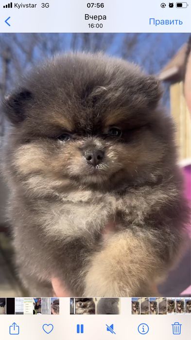 Померанский шпиц , 1 месяц,