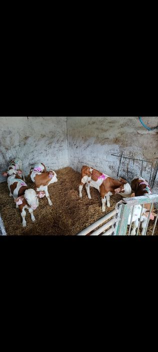 Cielęta mięsne i czarno białe