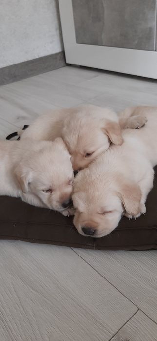 Лабрадор-ретрівер