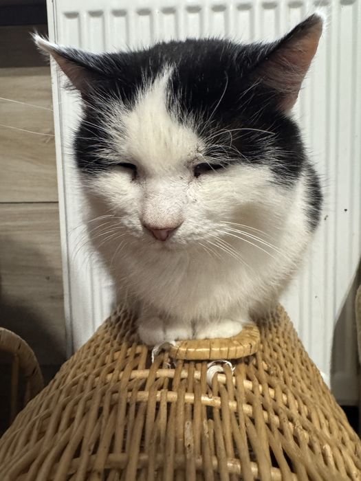 Bajbus kocurek szuka domu