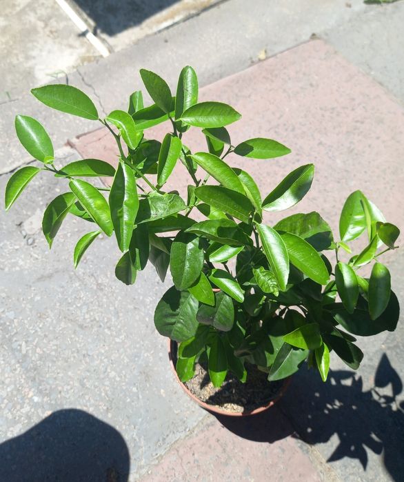 Кімнатне лимонне дерево