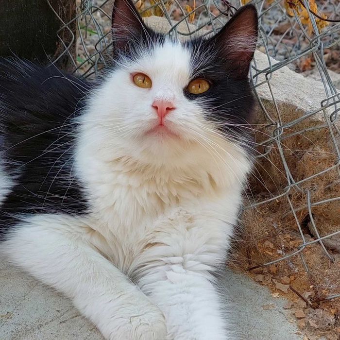 Отдам даром в добрые руки пушистую черно-белую кошечку