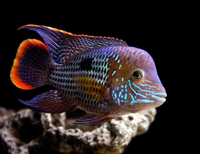 GB Akara pomarańczowopłetwa (Andinoacara rivulatus)