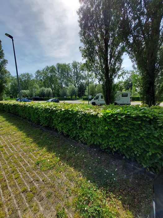 Sadzonka Buka 100cm Pospolitego na żywopłot i zalesienie sadzonki