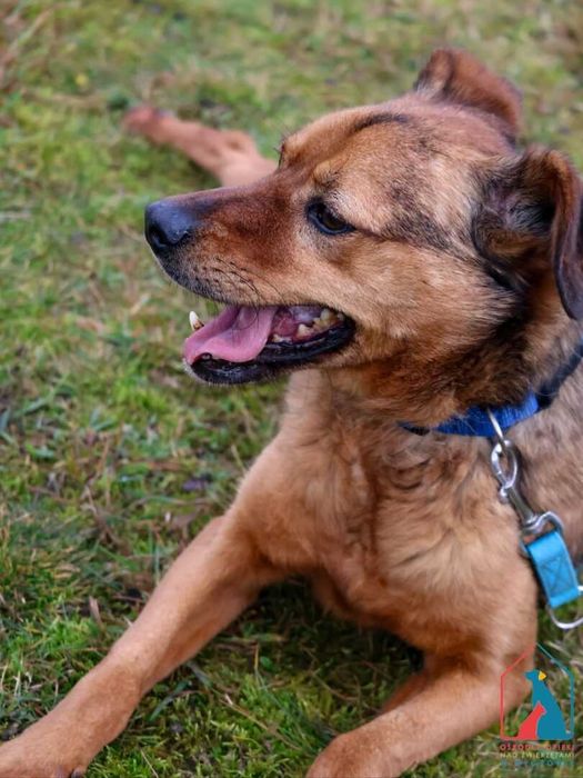 Nieduży, bardzo kochany piesek do adopcji