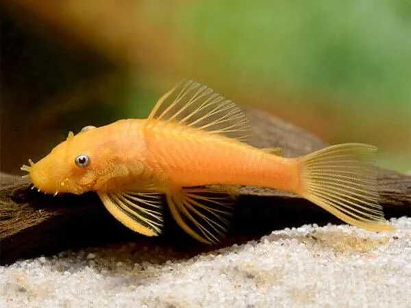 Ancistrus limpa vidros água quente