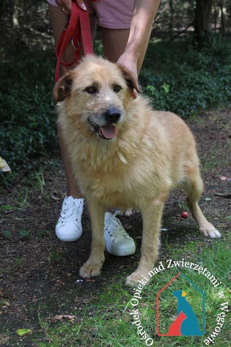 KOCHANY, KUDŁATY, czuły i pogodny - nigdy nie miał domu - adoptuj