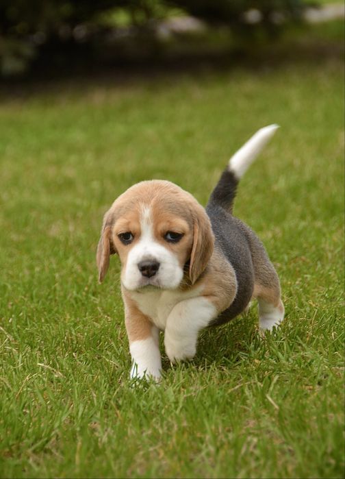 Перспективна для шоу дівчинка бігль