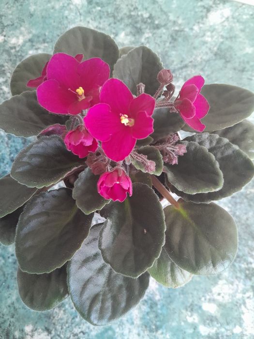 Красиві фіалки кімнатні