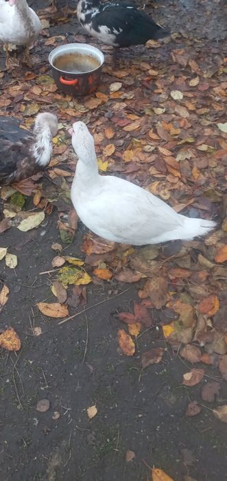 1 молода качка важкоi нiмецькоi лiнii змiнить мicце проживання 500 гр