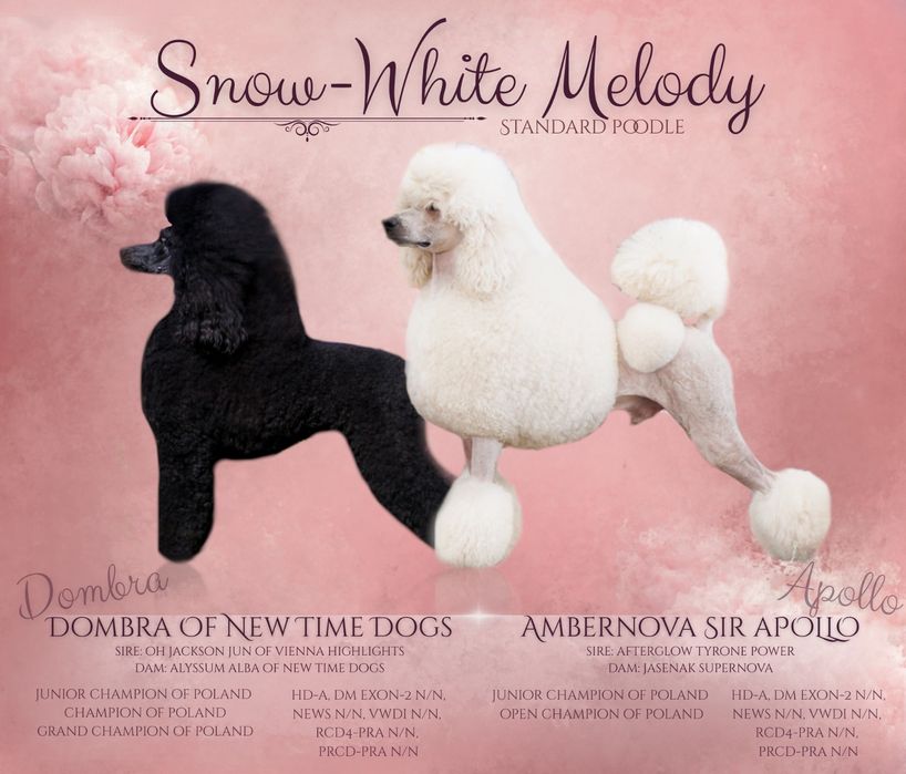 Pudel królewski / Pudel duży szczenięta FCI ZKWP