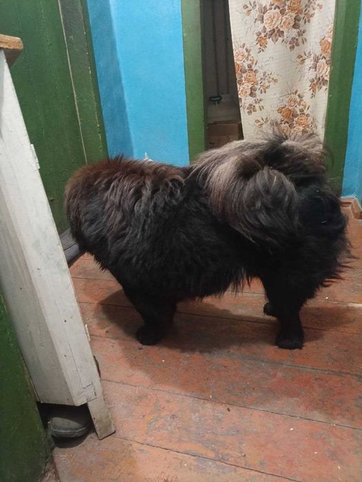 Продам Щенята Чау Чау