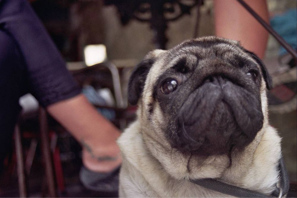 Плівкова камера Minolta Dynax 404si