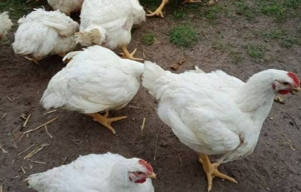 Kury Blojler do uboju