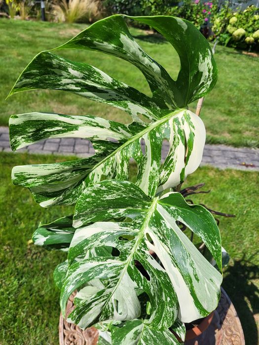 Monstera varigatte