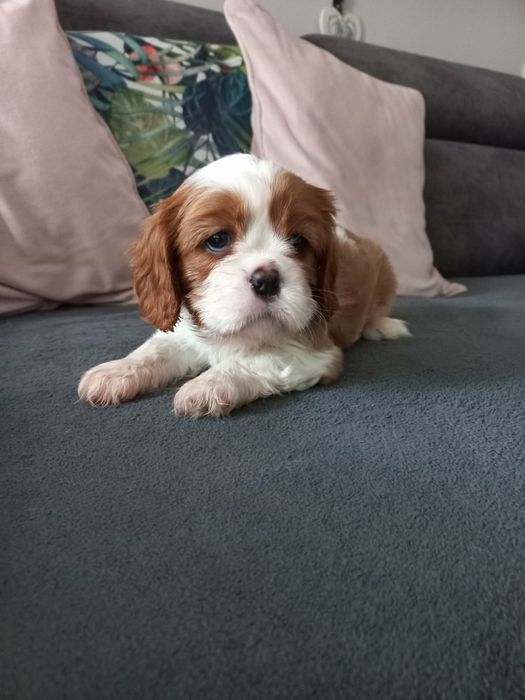 Cavalier King Charles Spaniel