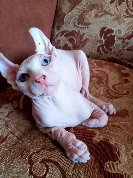Різноокий хлопчик єльф