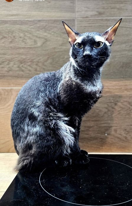 Віддам у хороші руки котика Сфінкса