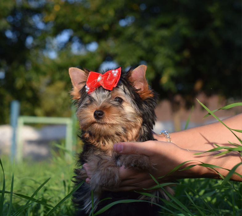 Дівчинка лапуля Йорк