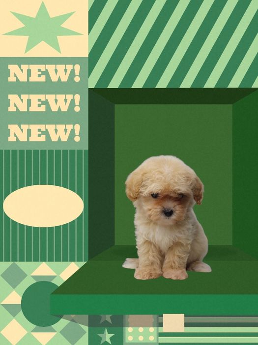 Мальтипу, з якими вдома стає спокійно