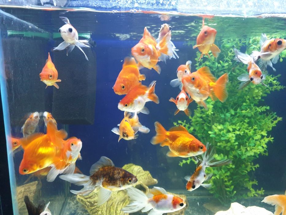 Welony młode 10cm.kilka odmian